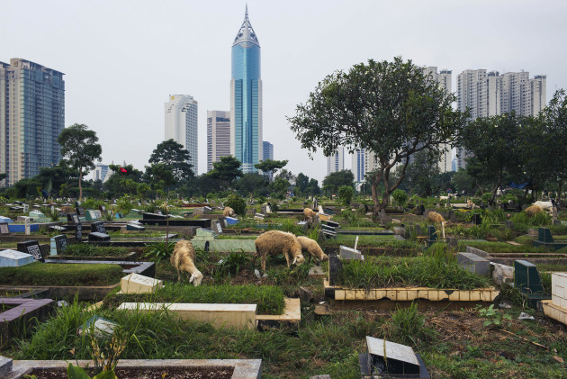 &copy; Alfonso_Perez. Urban landscape. Central Jakarta, Indonesia.
&ldquo;Jakarta is a heavily populated metropolis full of contrasts, with few green spaces. Shepherds from neighbouring villages bring their sheep to graze at Karet Bivat cemetery; one of the largest in Jakarta. In the background stands Wisma 46, which at 250 metres tall, is the tallest building in Indonesia.&rdquo;